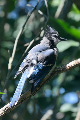 blue-jay-64264.jpg