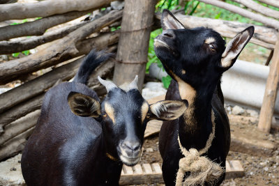 goats-0320.jpg