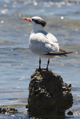 tern-65958.jpg