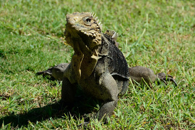 iguana-0457.jpg