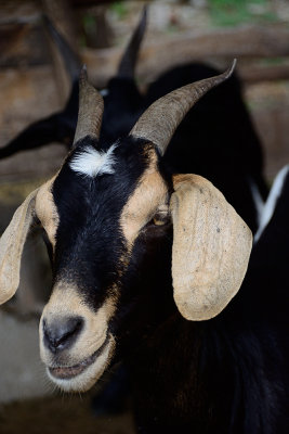 goat-0318.jpg