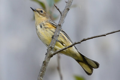 yellow rumped warbler 65523.jpg