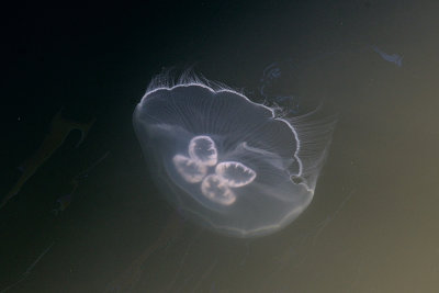 jellyfish-65875.jpg