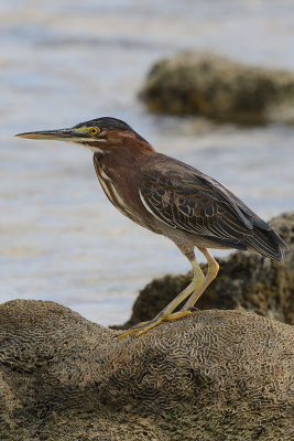 green-heron-65967.jpg