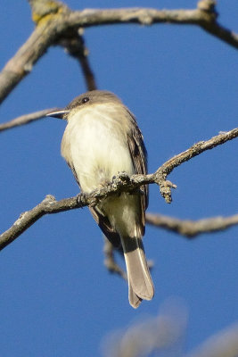 flycatcher-65665.jpg