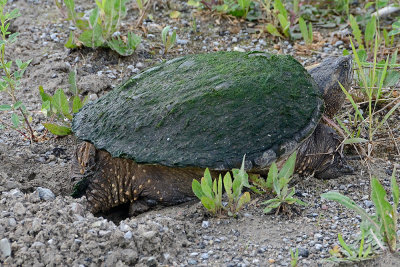 snapping-turtle-10514.jpg