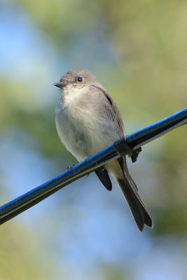 flycatcher-65139.jpg