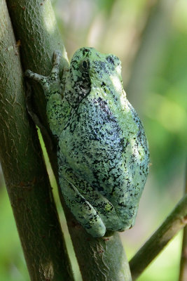 tree-frog10508.jpg