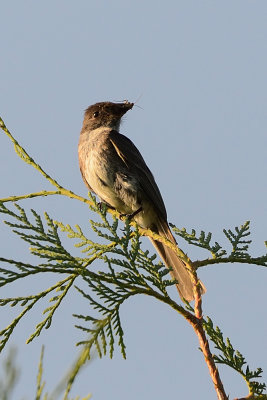 flycatcher-64233.jpg