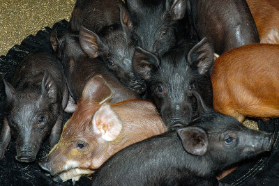 piglets_4128.jpg