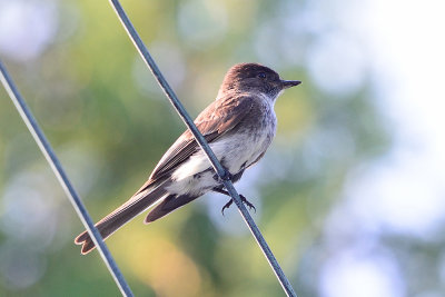 flycatcher-64228.jpg