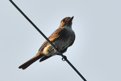 flycatcher-64226.jpg