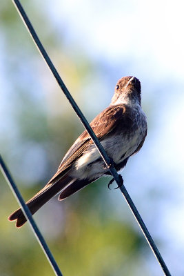 flycatcher-64229.jpg