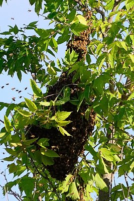 bees on the move-3_63718.jpg