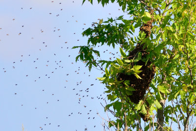 bees on the move-2_63718.jpg