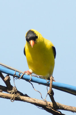 goldfinch-63679.jpg