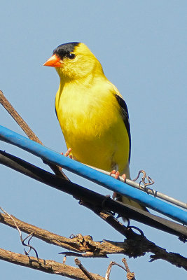 goldfinch 63685.jpg