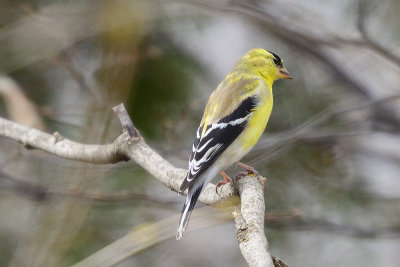 goldfinch-62135.jpg