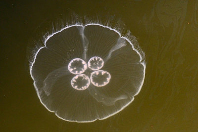 jellyfish-65876.jpg