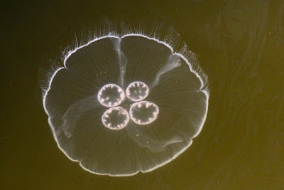 jellyfish-65876.jpg