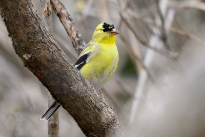 goldfinch-62146.jpg