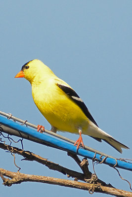 goldfinch-63682.jpg