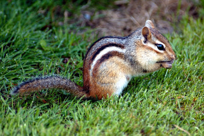 chipmunk-3370.jpg