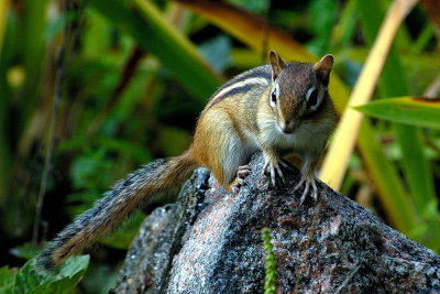 chipmunk-3771.jpg