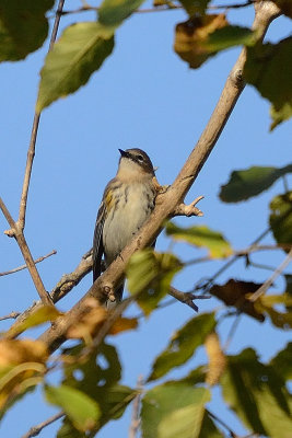 Yellow-rumped-warbler-65670.jpg