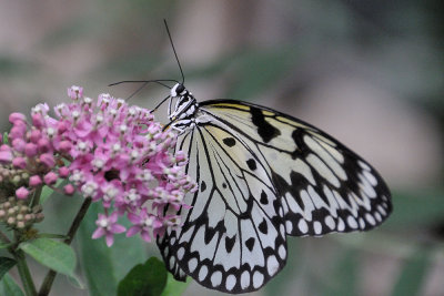 butterfly-4527.jpg