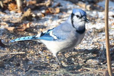 Bluejay-8266.jpg