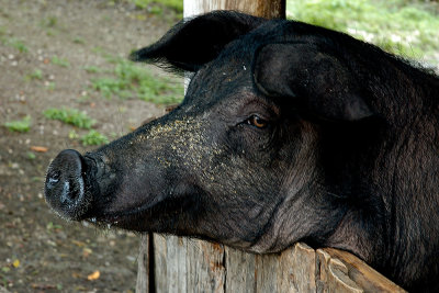 pig-4129.jpg