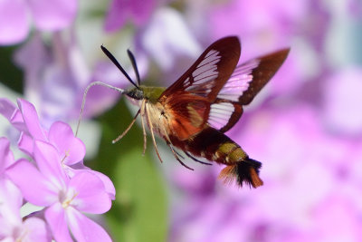 hummingbird-clearwing-moth-64394.jpg