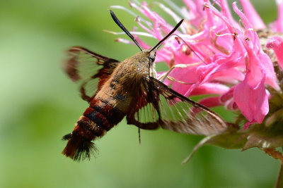hummingbird-clearwing-moth-64461.jpg