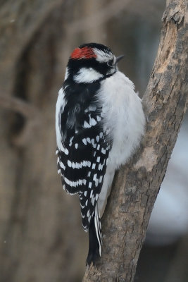 downy-woodpecker-0239.jpg