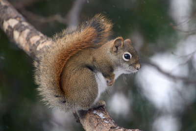 red-squirrel-0252.jpg