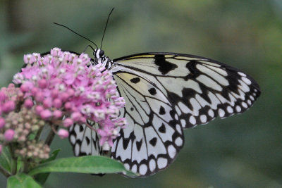 butterfly-4525.jpg
