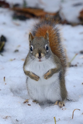 red-squirrel-66292.jpg