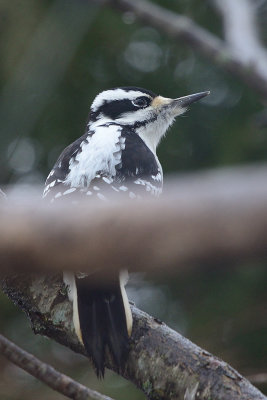 hairy-woodpecker-66294.jpg