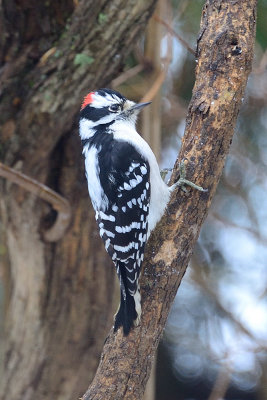 downy-woodpecker-66283.jpg