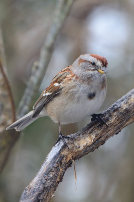 tree-sparrow-66289.jpg