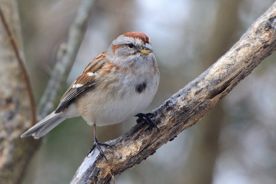 tree-sparrow-66290.jpg