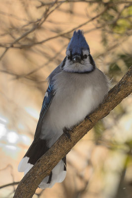 blue-jay-66251.jpg