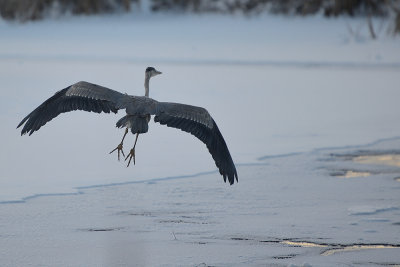 blue-heron-66381.jpg
