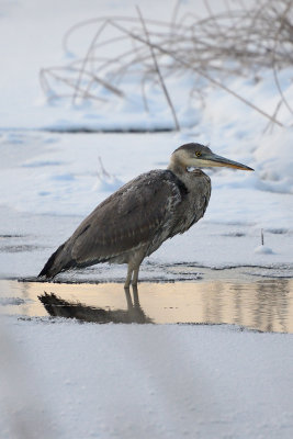 blue-heron-66363.jpg