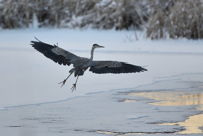 blue-heron-66383.jpg