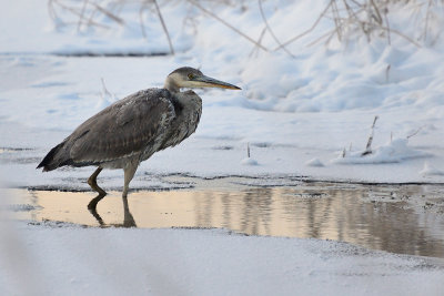 blue-heron-66364.jpg