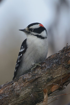 downy-woodpecker-0359.jpg