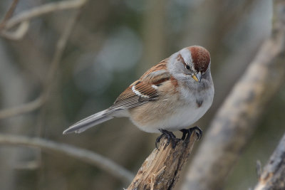 tree-sparrow-0356.jpg