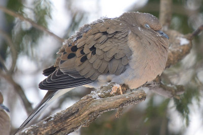 dove-40400.jpg